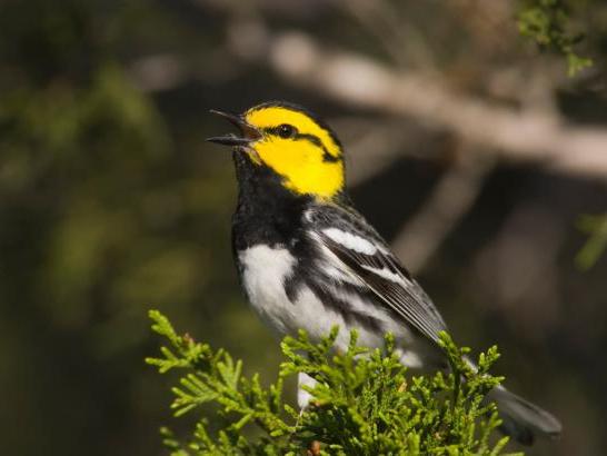 A close-up of the Golden-cheeked Warbler, a bird perched on the branch of a coniferous tree. The bird has striking yellow and black plumage, with a prominent yellow head, black throat, and white underparts with black streaks. The background is blurred, highlighting the bird as the focal point.